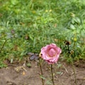 Angel Face - Floribunda rose Royalty Free Stock Photo