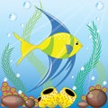 Angel fish