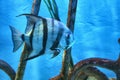 angel fish under water