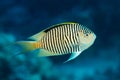 Angel fish swimming under water Royalty Free Stock Photo