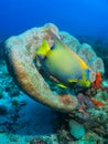 Angel fish underwater Pedra da Risca do Meio Royalty Free Stock Photo