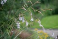 Angel fishing rod, Dierama pulcherrimum var. album, flowering plant
