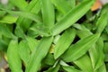 Angel grass or murdannia loriformis branch green leaves on nature background.top view,flatlay