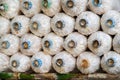 The Angel Mushrooms Cultivation. Rows of Fresh Angel Mushrooms,