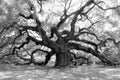 Angel Oak