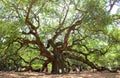 Angel Oak, Charleston