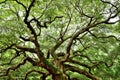 Angel Oak, Charleston, SC