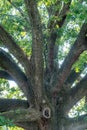 Angel Oak Live Oak Tree at clemson campus