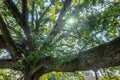 Angel Oak Live Oak Tree at clemson campus