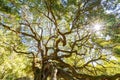 Angel Oak Live Oak Tree