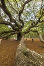 Angel oak Quercus virginiana