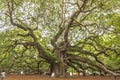 Angel oak Quercus virginiana