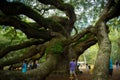 Angel oak tree in Charleston City, South Carolina