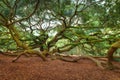 Angel Oak Tree In Charleston South Carolina Royalty Free Stock Photo