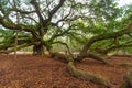 Angel Oak Tree In Charleston South Carolina Royalty Free Stock Photo