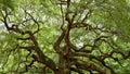 Angel Oak Tree Royalty Free Stock Photo