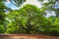 Angel Oak Tree Royalty Free Stock Photo