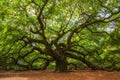 Angel Oak Tree in South Carolina Royalty Free Stock Photo