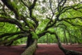 Angel Oak Tree in South Carolina Royalty Free Stock Photo