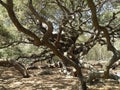 Angel Oak Tree Southern live oak Quercus virginiana Charleston South Carolina Royalty Free Stock Photo