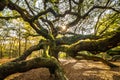 Angel Oak Tree Royalty Free Stock Photo