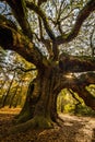 Angel Oak Tree 2 Royalty Free Stock Photo