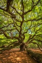 Angel Oak Tree twisting branches Royalty Free Stock Photo