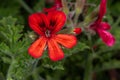 Angel Pelargonium