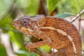 Angel`s chameleon, Furcifer angeli, Reserve Peyrieras Madagascar Exotic wildlife