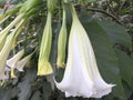 Angelâs Trumpet â Brugmansia White Flower
