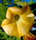 Angel's Trumpet close up