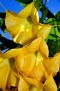 Angel's Trumpet close up Royalty Free Stock Photo