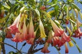 Angel`s Trumpet flowers or brugmansia Brugmansia suaveolens, family solanaceae Royalty Free Stock Photo