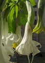 AngelÃ¢â¬â¢s Trumpet flowers - Brugmansia  family Solanaceae Royalty Free Stock Photo