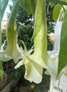 AngelÃ¢â¬â¢s Trumpet flowers - Brugmansia  family Solanaceae Royalty Free Stock Photo