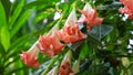 Angel`s Trumpet flowers mostly grows in tropical region of Southern India