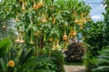 Angel`s trumpet plant with sago palm in foreground