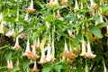 Angel's trumpets