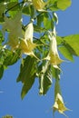 Angel's Trumpets Royalty Free Stock Photo
