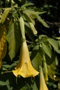 Angel trumpets or Brugmansia, a genus of seven species of flowering plants Royalty Free Stock Photo