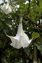 Angel`s Trumpets Flower  829906 Royalty Free Stock Photo