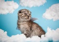 Angel shaped scottish kitten with blue little wings sits on a blue sky background among clouds.