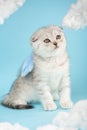 Angel shaped scottish kitten with blue little wings sits on a blue sky background among clouds.