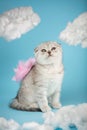 Angel shaped scottish kitten with pink little wings sits on a blue sky background among white clouds. Portrait of lovely