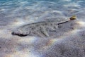 Angel shark Royalty Free Stock Photo