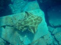 The angel shark or monkfish Squatina squatina is a species of flattened shark.