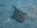 Angel Shark Squatina squatina swimming over the sand