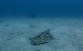 Angel Shark Squatina squatina swimming over the sand