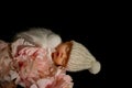 An angel sleeping beauty on pink flower Royalty Free Stock Photo