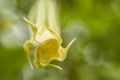 Angel trumpet flower Royalty Free Stock Photo